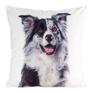 Poszewka Animals 45x45 Border Collie